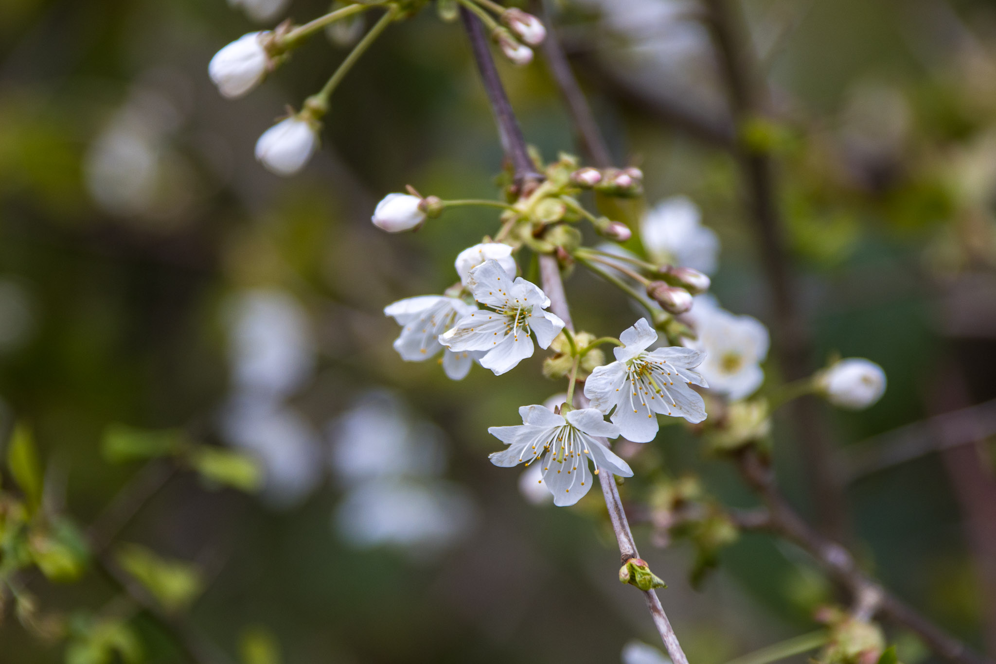 20220410114141 R5D 2053